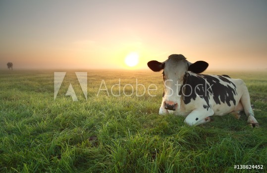 Bild på Relaxed cow on pasture at sunrise